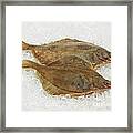 Fresh Brill On Ice #1 Framed Print