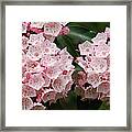 Full Bloom #1 Framed Print