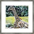 Giraffe #1 Framed Print