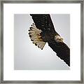 Gliding #1 Framed Print