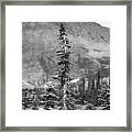 Gnarled Pines #1 Framed Print