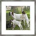 Goat With Kids Framed Print