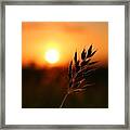 Golden Sunset #1 Framed Print
