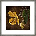 Golden Wonder Senna #1 Framed Print