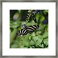 Gorgeous Zebra Butterfly On Some Blue Flowers #1 Framed Print