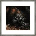 Gorilla #1 Framed Print