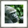 Gorilla Headshot #1 Framed Print