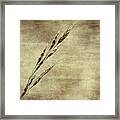 Grass Seeds #2 Framed Print