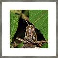 Grasshopper #1 Framed Print