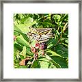 Grasshopper Love Framed Print