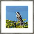 Gray Jay #2 Framed Print