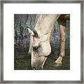 Grazing #1 Framed Print