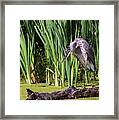 Great Blue Heron Itch #1 Framed Print