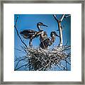 Great Blue Heron On Nest #1 Framed Print