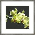 Green Orchid #1 Framed Print