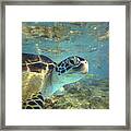 Green Sea Turtle Balicasag Island Framed Print