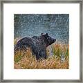 Grizzly In Falling Snow Framed Print