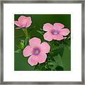 Hairy Pink Flax #1 Framed Print