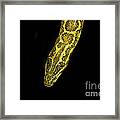 Head Close-up Of Yellow Anaconda #1 Framed Print