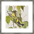 Hemlock Warbler Framed Print