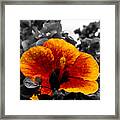Hibiscus Beauty Framed Print
