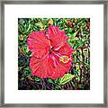 Hibiscus Flower #1 Framed Print