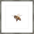 Honey Bee In Flight #1 Framed Print