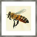 Honey Bee Watercolor Painting #1 Framed Print