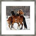 Horseplay #1 Framed Print