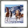 Horses Running In Snow #1 Framed Print