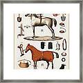 Horses With Antique Horseback Riding Equipments Framed Print