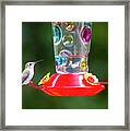 Humming Bird Digital Oil Framed Print