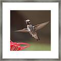 Hummingbird Anna's In Flight #1 Framed Print