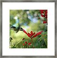 Hummingbird Delight #1 Framed Print