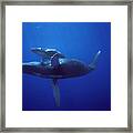 Humpback Whale And Calf Framed Print