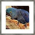 Hyacinth Macaw In Nest #1 Framed Print