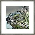 Iguana Verde #1 Framed Print