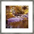 In The Forest #1 Framed Print