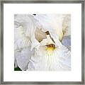 Iris Innocence #1 Framed Print