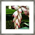 Jamaica Flora #1 Framed Print