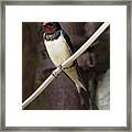 Swallow 2 Framed Print