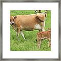 Jersey Cow and Calf Photograph by Bethany Benike - Fine Art America