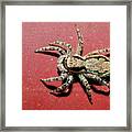 Jumping Spider #1 Framed Print