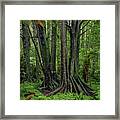 Jungle Trunks 1 Framed Print