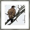 Juvenile Eagle  #1 Framed Print