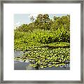 Lagoon In The St. Johns River #1 Framed Print
