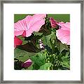 Lavatera Named Silver Cup #5 Framed Print