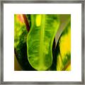 Leaf Abstract #1 Framed Print