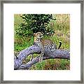 Leopard - Botswana, Africa #2 Framed Print