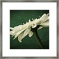 Leucanthemum Highland White Dream #1 Framed Print